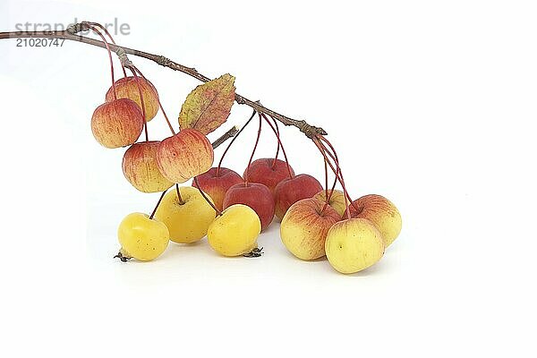 Branch with crab apple fruits and yellowed leaves isolated on white background. Malus sylvestris  European crab apple  also known as the European wild apple or simply the crab apple