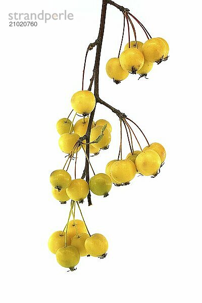 Branch of European crab apple or wild apple (Malus sylvestris) isolated on white background