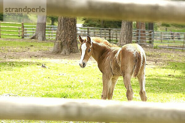 A small colt seen between the wooden fence in Hayden  Idaho