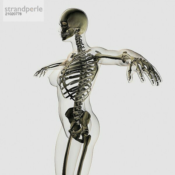 Three dimensional view of female skeletal system