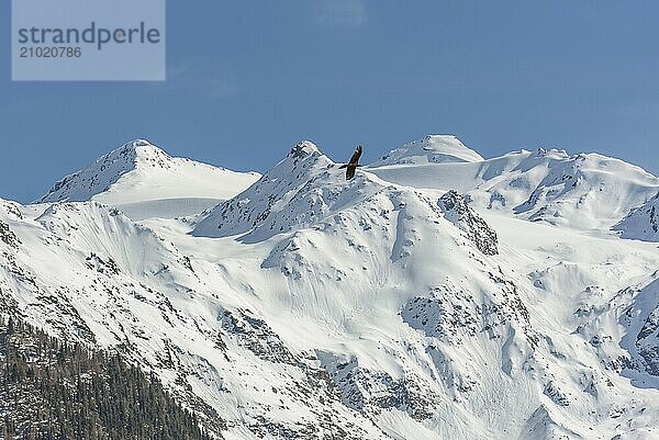 A bearded vulture flies in front of the summit of the inner Gramsenspitze in South Tyrol  Italy  Europe