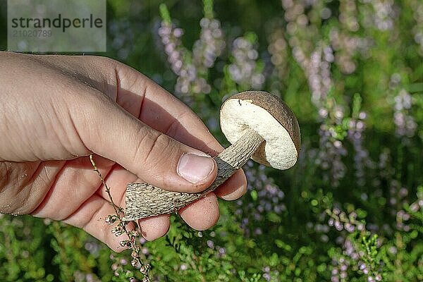 A young Leccinum scabrum mushroom is held in the hand against a green background