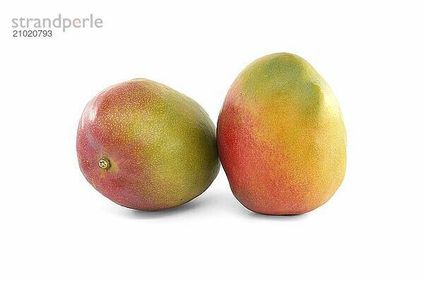 Two ripe multicolored mango fruits isolated on a white background