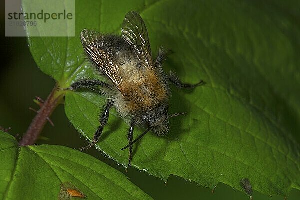 Summer fur bee (Anthophora aestivalis) sitting on a green leaf against a dark background  Baden-Württemberg  Germany  Europe