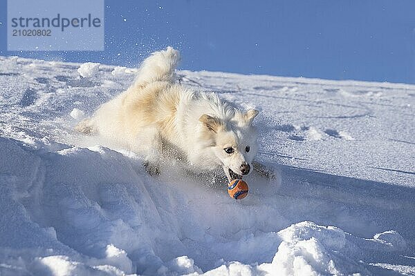 Icelandic dog playing in the snow