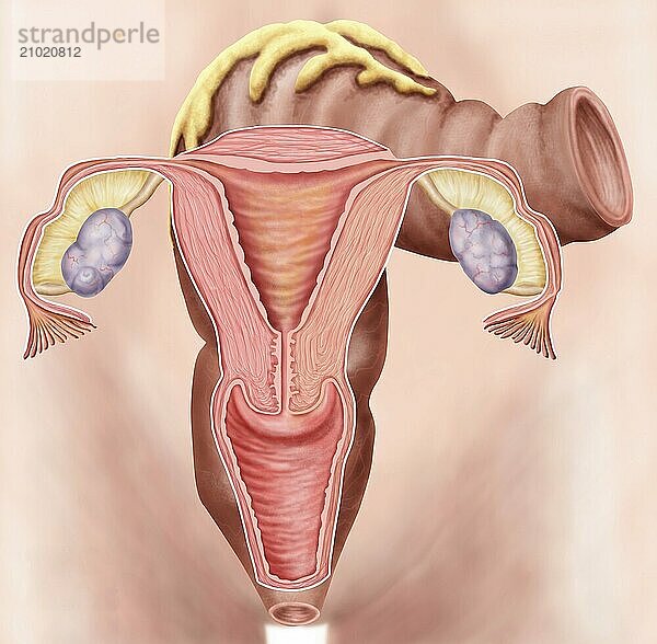 Anatomy of female reproductive system