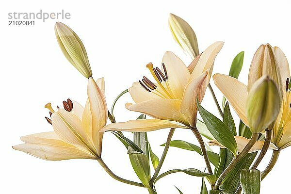 A studio close up image of pretty yellow lilies against a white background