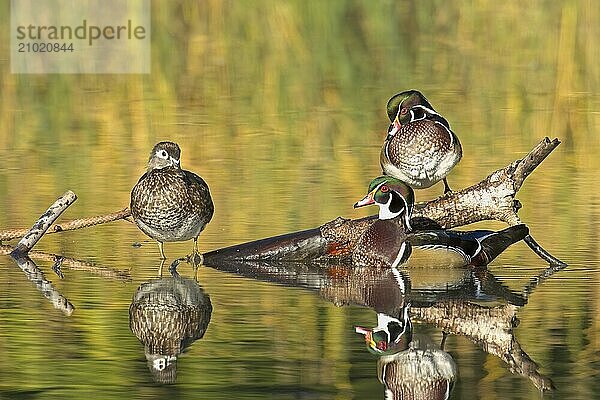 Three wood ducks  a female and two males  are perched on a log jutting out of the water in Spokane  Washington