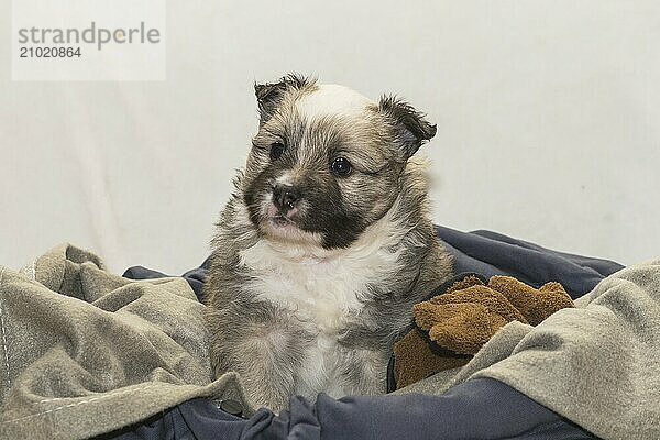 Island dog  puppy