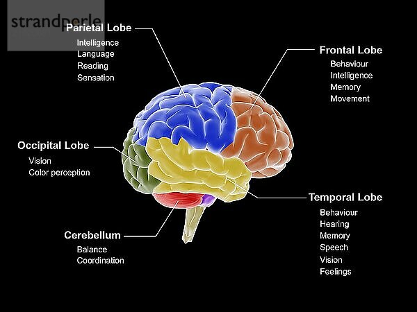 Medical illustration showing the different regions of the brain and their functions