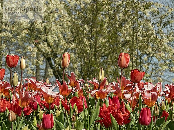 Field of flowers with red tulips  blossoming trees in the background  spring  Amsterdam  Netherlands