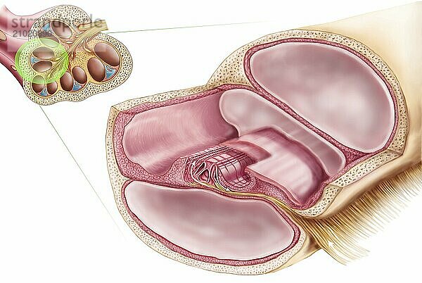 Medical ilustration showing endolymph in the membranous labyrinth of the inner ear