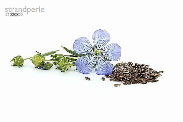 Blue flax blossom and heap of seeds in close up isolated on white background