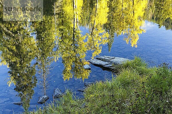 Mirror like reflections of trees with yellow leaves off the calm water of the Coeur d'Alene River in north Idaho