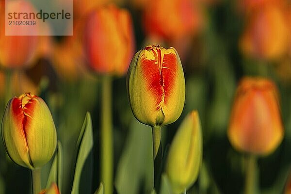 Every year  a colourful tulip exhibition takes place on the edge of the Swabian Alb