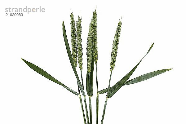 Close-up of green wheat stems against a white background with ample copy space. Ideal for agricultural  botanical  and nature themes