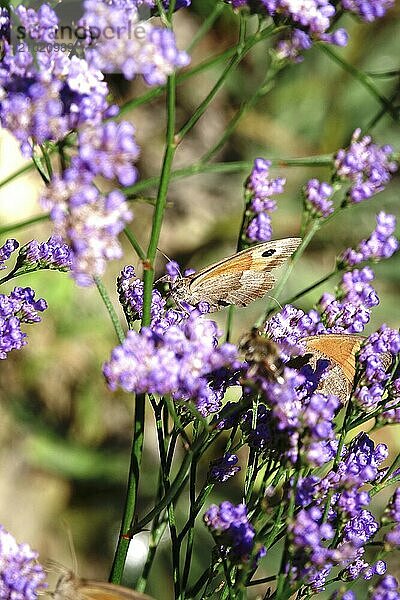 Butterfly ox-eye  summer  Saxony  Germany  Europe