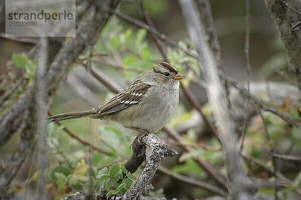 A juvenile white crowned sparrow is perched ona twig at Turnbull Wildlife Refuge near Cheney  Washington