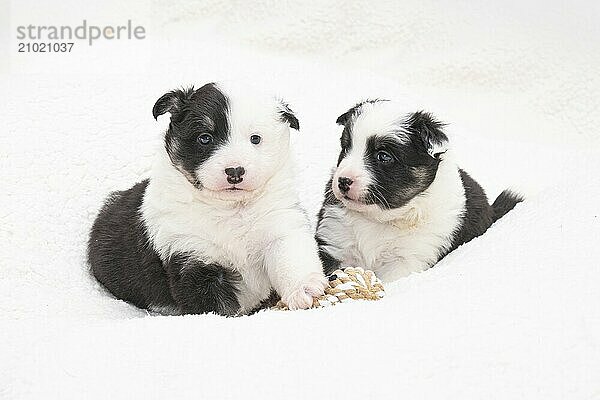 4 week old Icelandic dog puppies