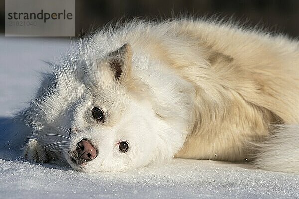 Icelandic dog lying in the snow