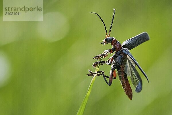 Macro shot of a beetle. detailed with nice bokeh and thus very interesant. Macro shot