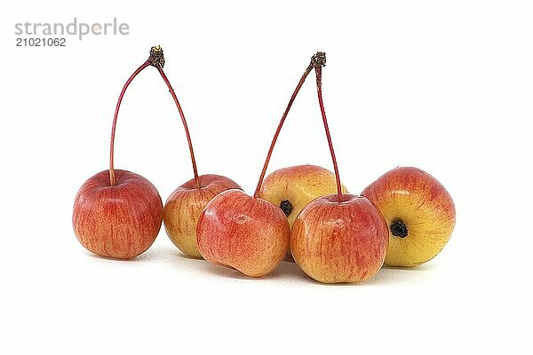 Crab apple or European wild apple isolated on white background. Wild apples are at risk of extinction