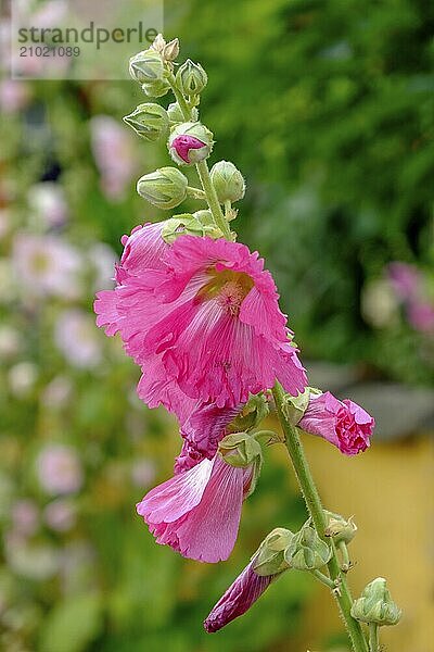 Close-up of a pink flower against a green background  radiates summer freshness and natural beauty  svaneke  bornholm  baltic sea  denmark  scandinavia