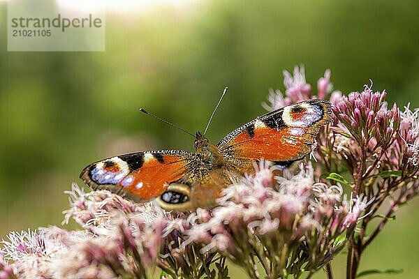 Large butterfly sits on a white flower against a blurred green background