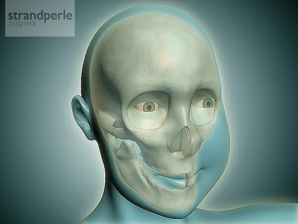 Close-up view of human skull with x-ray body