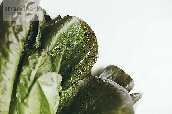 Fresh green salad leaves of romaine salad on a white background. Healthy vegetarian eating concept.