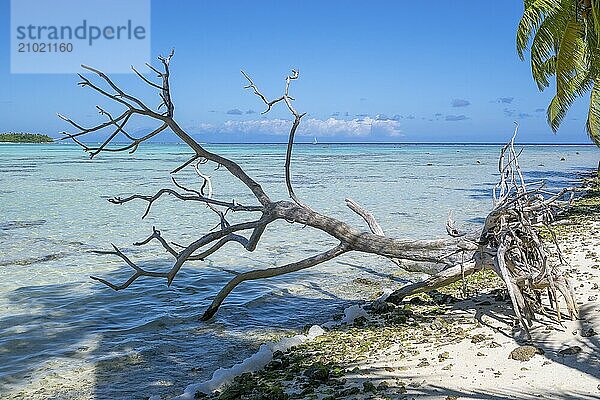 Dead tree on the beach  Tetiaroa  Atoll  Marlon Brando Island  French Polynesia  Society Islands  Leeward Islands  Oceania