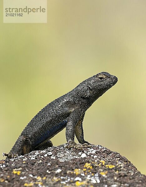 A close up photo of a small lizzard standing up on its front legs on a small rock near Hagerman  Idaho