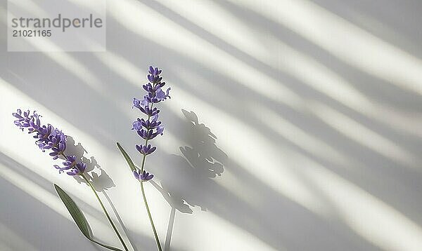 A delicate lavender bloom on a clean white backdrop  casting an intricate shadow AI generated