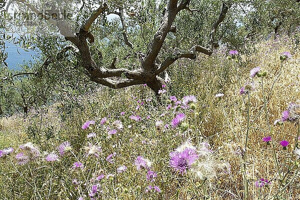 Italy  Gulf of Naples. Amalfi Coast hiking trail. Colli Fontanelle  olive groves  Naples  Campania  Italy  Europe