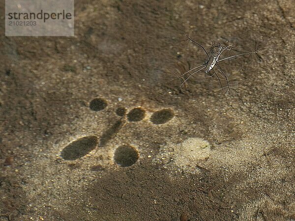 The mating of water striders and their shadow play on the water bed