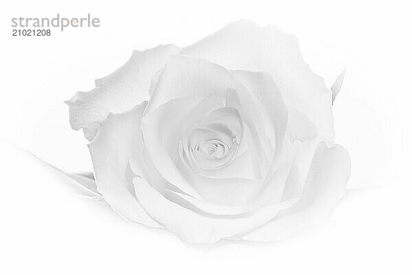 White rose blossom against a white background