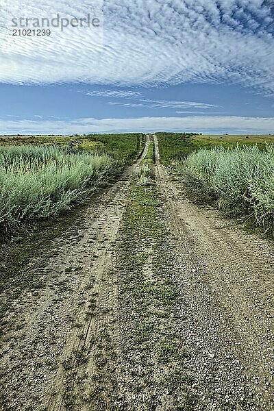 A small dirt road leads into the prairie setting in north Idaho