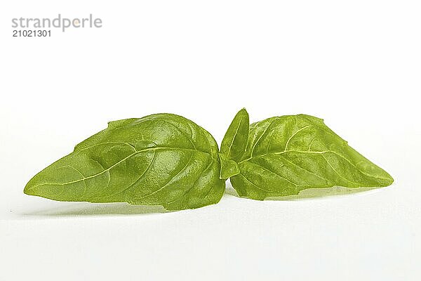 A close up photo of a pair of basil leaves set on a white background