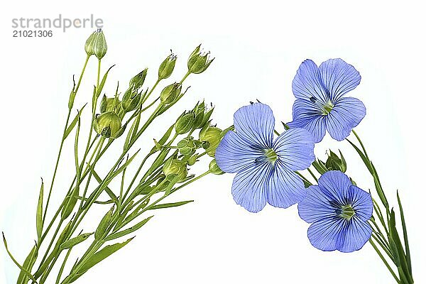 Close-up of a vibrant and beautiful blue flax flowers and plants isolated on white background