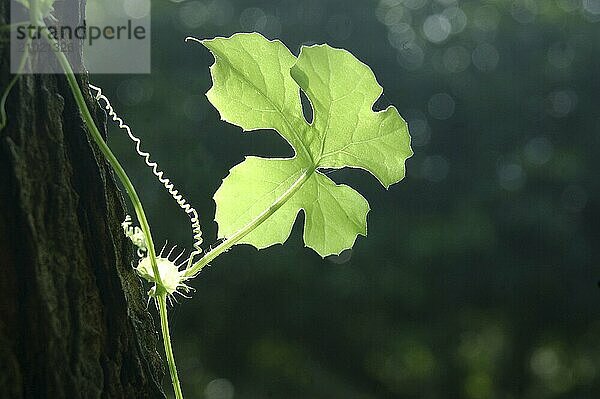 Backlighting on a creeper growing in Tamil Nadu  South India