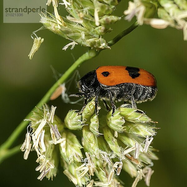 Side view of a small red ant leaf beetle on a leaf in front of a blurred green background