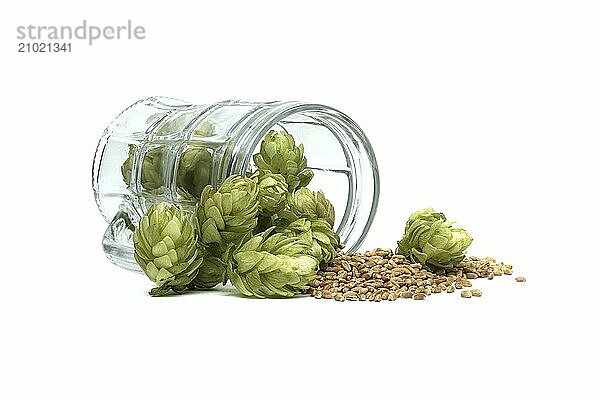 Fresh green hops cones and wheat grain seeds in a glass beer mug isolated on white background. Beer brewing ingredients