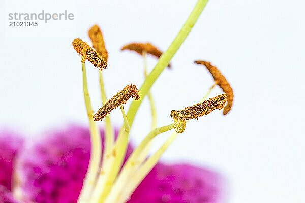 A close up of a pretty purple lily on a white background