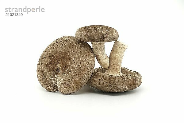 Fresh shiitake mushrooms isolated on white background. Lentinula edodes  medicinal herbs and fungi