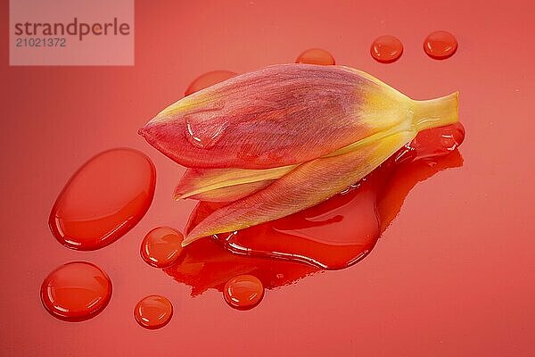 Tulip blossom with water droplets on orange-coloured foil