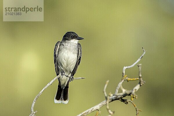 An eastern kingbird is perched on a twig at a park in eastern Washington