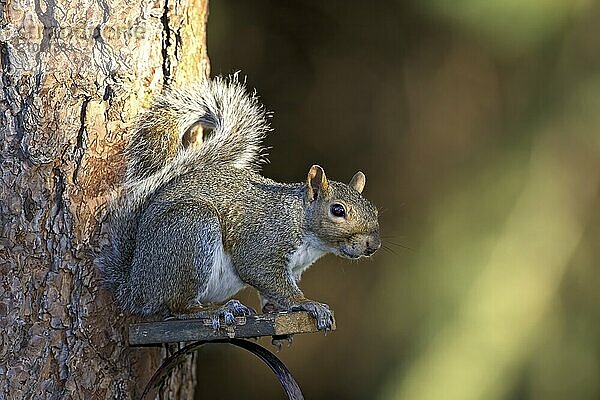 A cute squirrel is on a backyard block of wood above a feeder in north Idaho