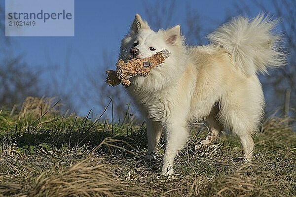 Retrieving Icelandic Hound