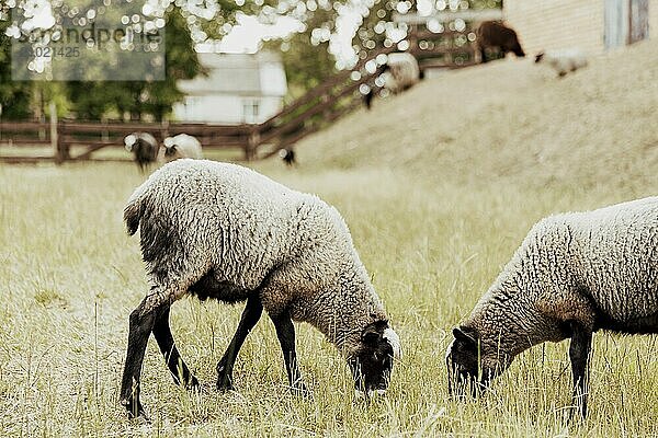 Group of two Suffolk British sheep domestic animals in farm in wooden barn on a pasture in the field eating yellow grass on the ground. Black-white sheep.