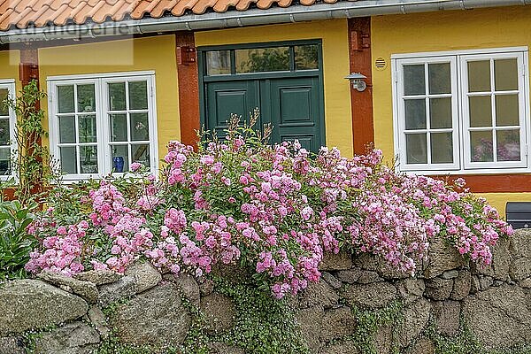 Yellow house with pink roses growing over a stone wall  svaneke  bornholm  baltic sea  denmark  scandinavia